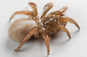 Aptostichus ramirezae: California’s Hidden Spider