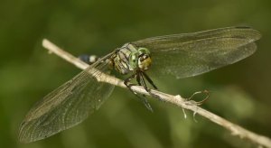 Dragonfly Surge Signals Wetland Health in Delhi Parks
