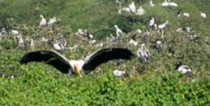 Vedanthangal Bird Sanctuary Hosts Rich Diversity of Migratory Species