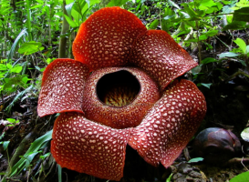 The Corpse Flower: The Rare Bloom That Smells Like Death