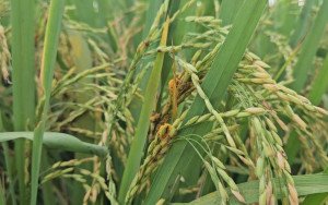 False Smut Disease Devastates Punjab Paddy Crops