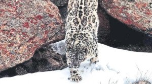 Himachal Pradesh Snow Leopard Population Surges Significantly
