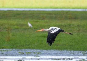 Painted Storks Return To Kaziranga After Four Years