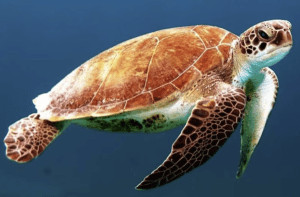 Seven-Month Fishing Ban Imposed to Protect Olive Ridley Turtles in Gahirmatha